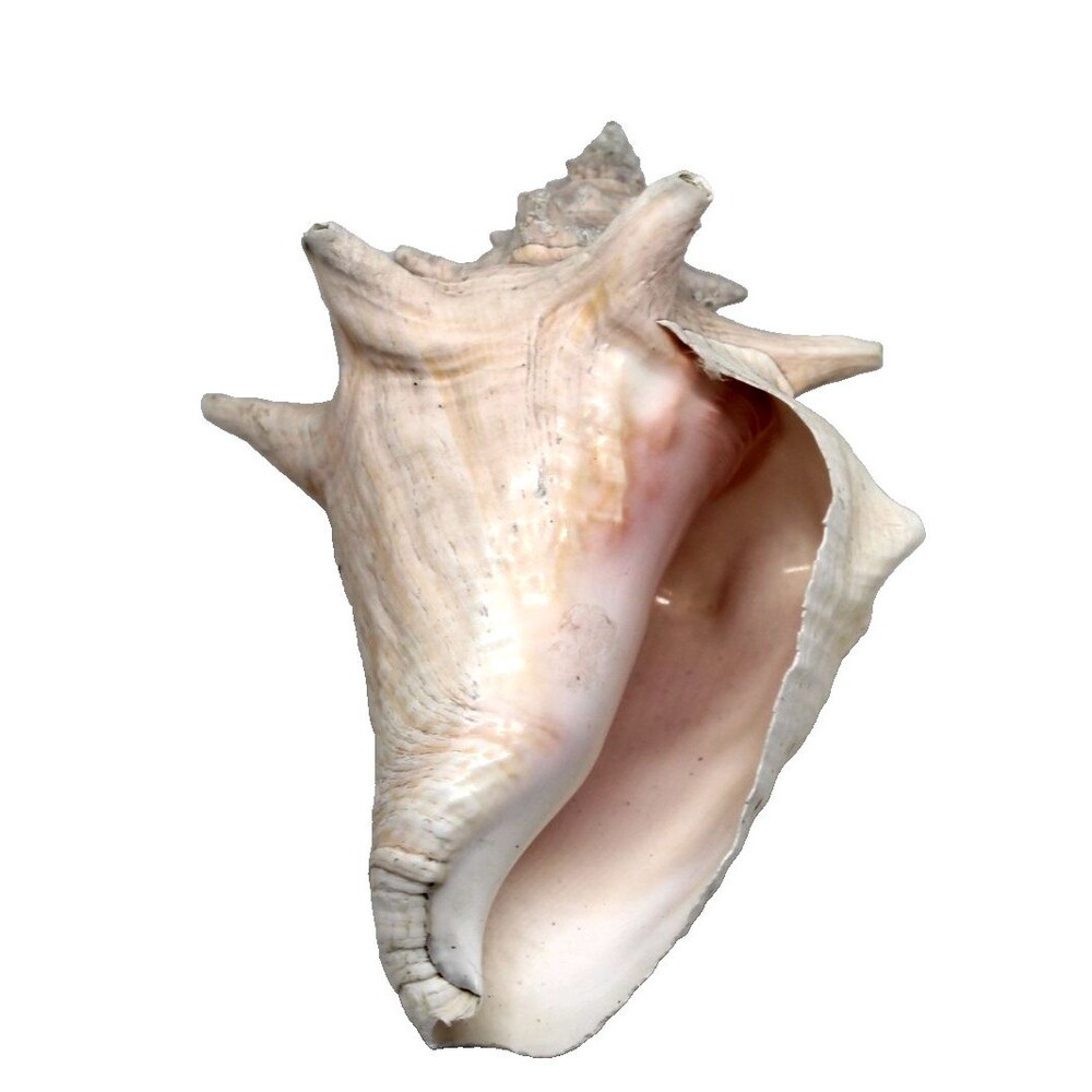 Giant Natural Conch Shell, Striped Fox Conch Seashell 9" Large Sea Shell